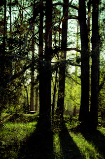Sunlight filtering through tall trees in a dense forest, highlighting fresh foliage.