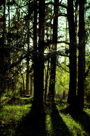 Sunlight filtering through tall trees in a dense forest, highlighting fresh foliage.