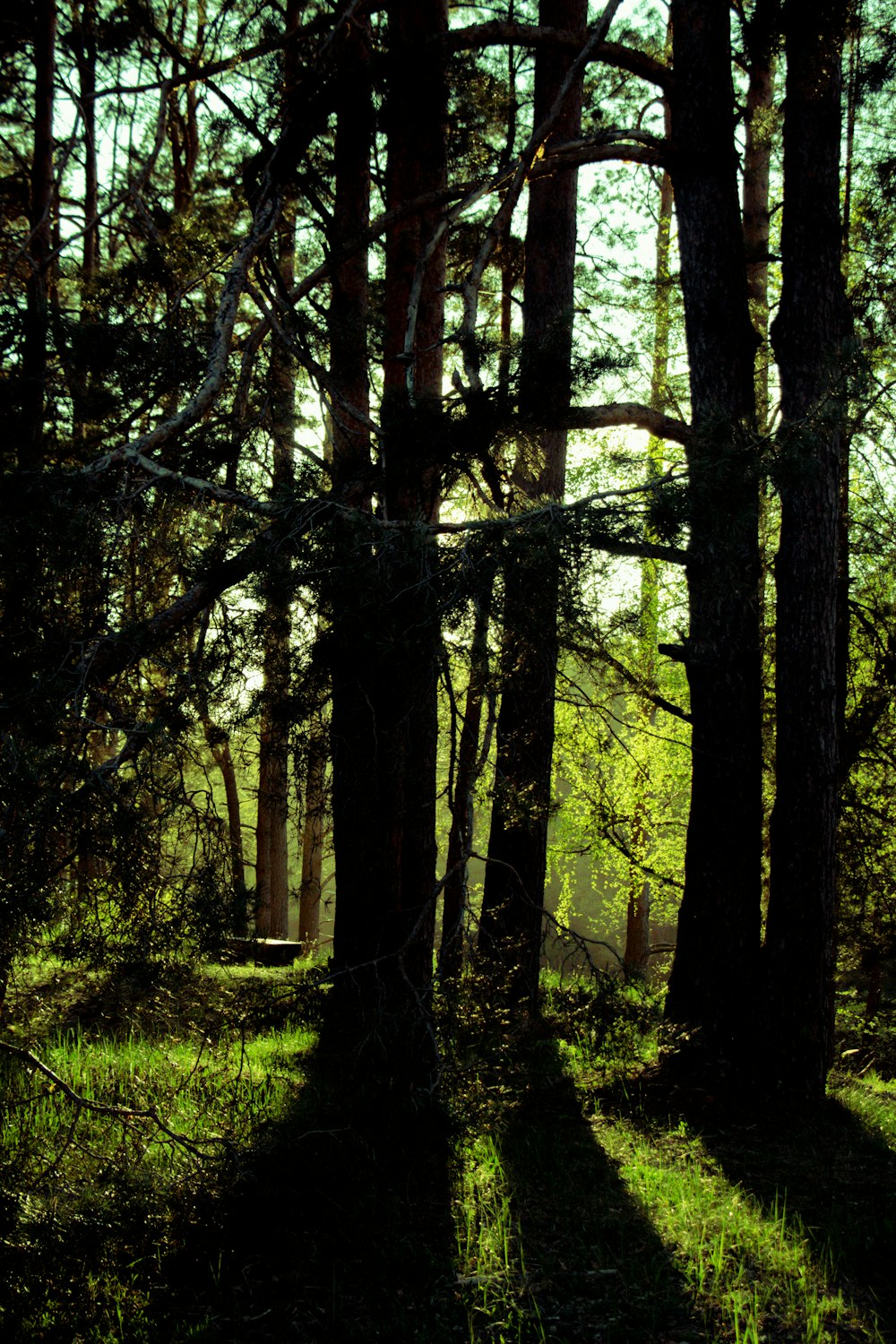 the sun is shining through the trees in the forest