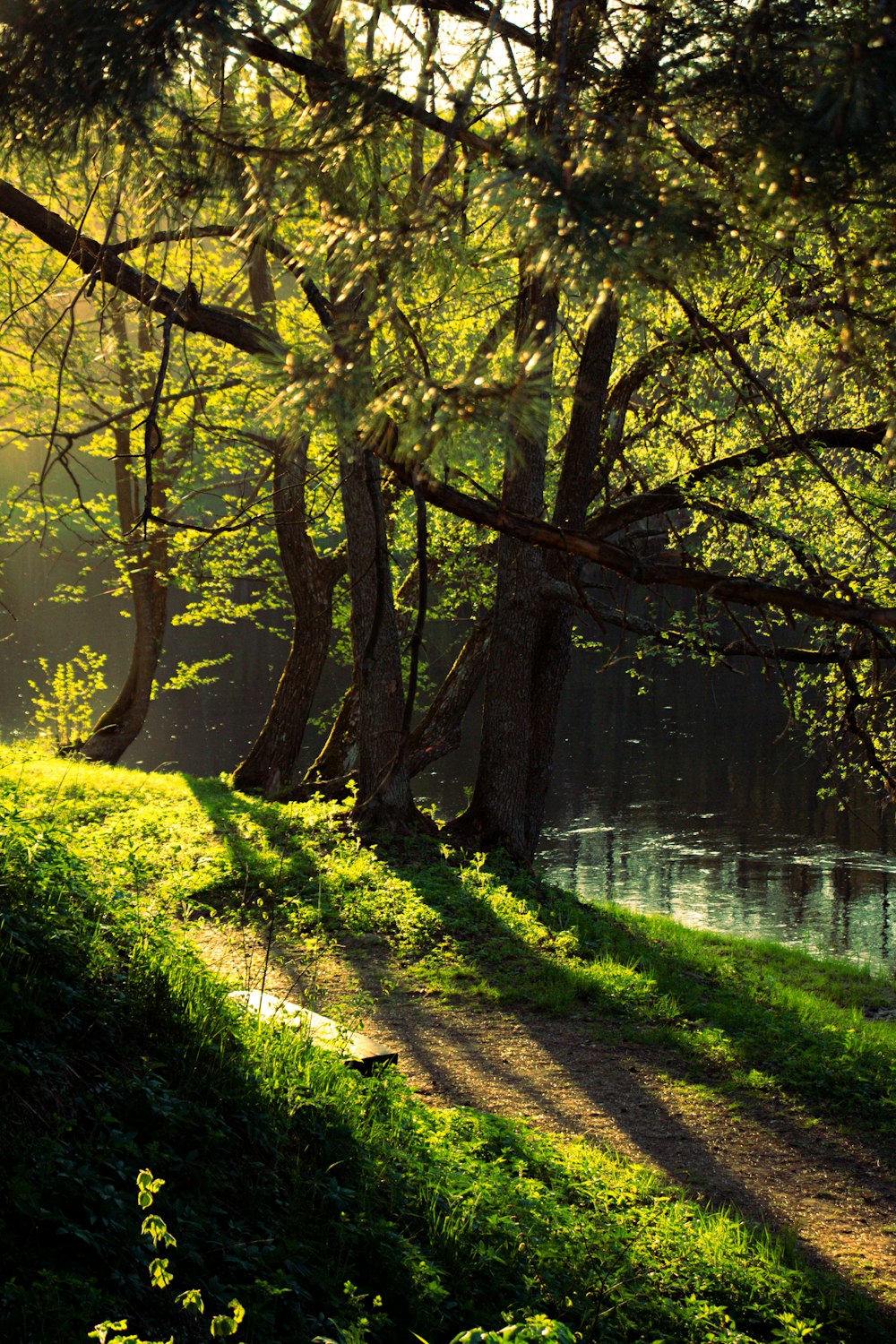 the sun shines through the trees over the water