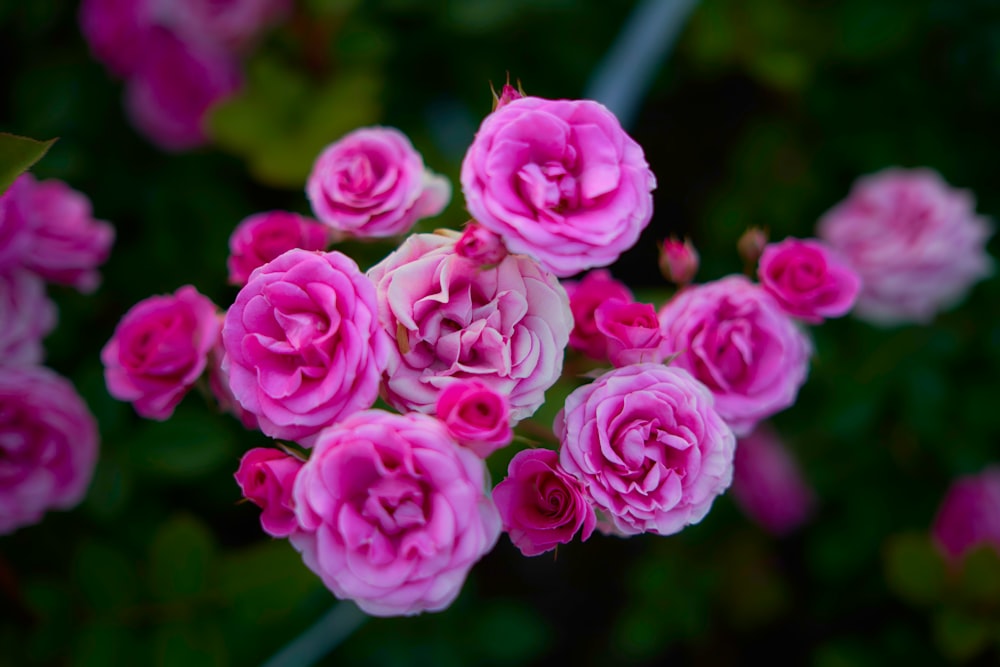 a bunch of pink flowers that are blooming