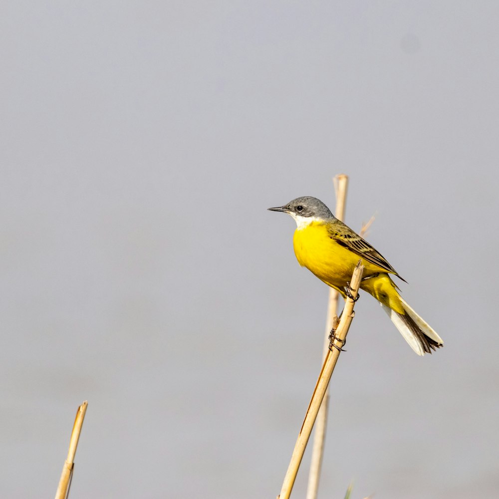 a small yellow bird perched on top of a plant