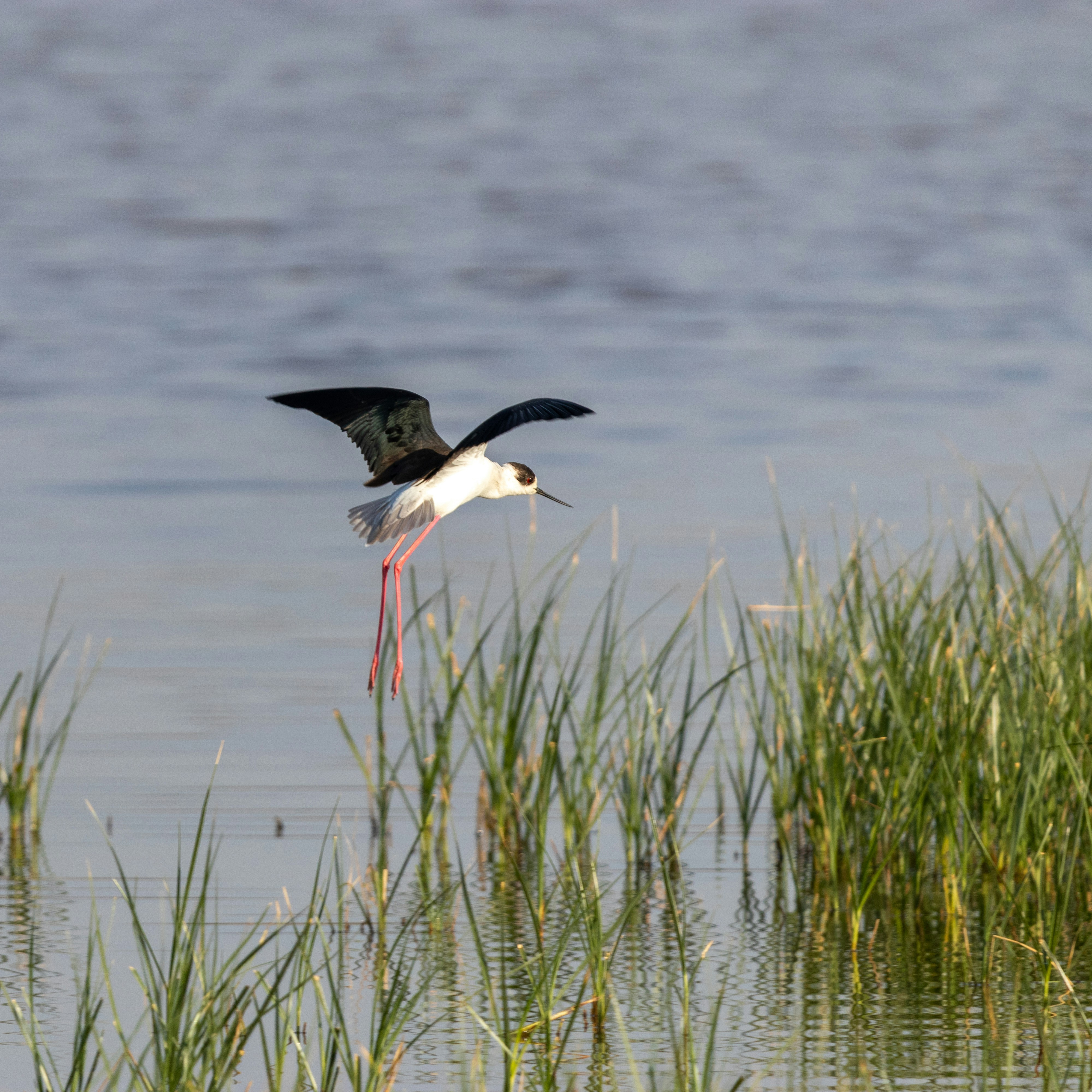 Photo by matthieur68