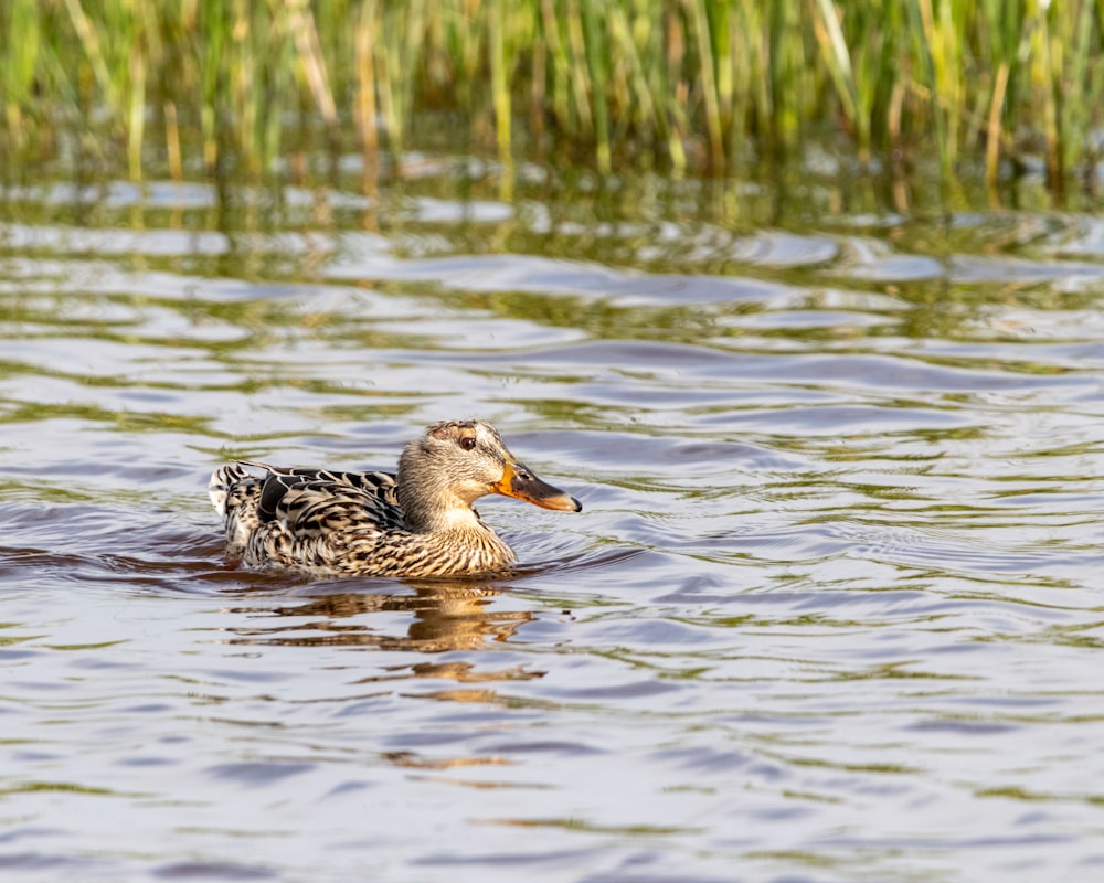 a duck is swimming in the water near tall grass