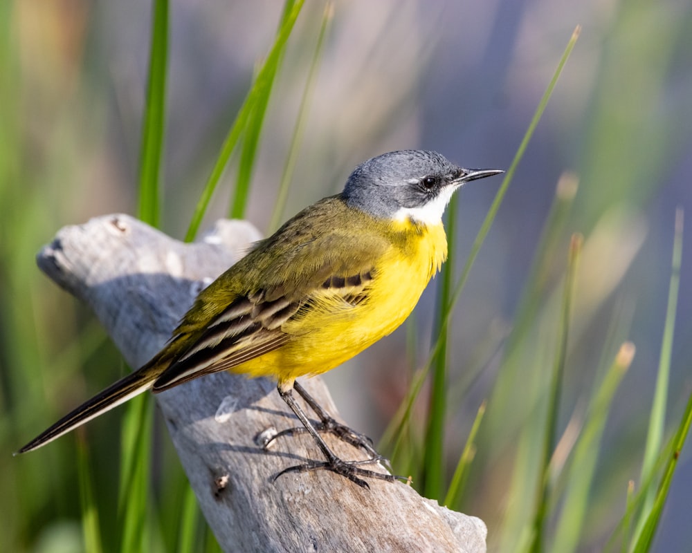 ein kleiner gelber Vogel, der auf einem Stück Holz sitzt