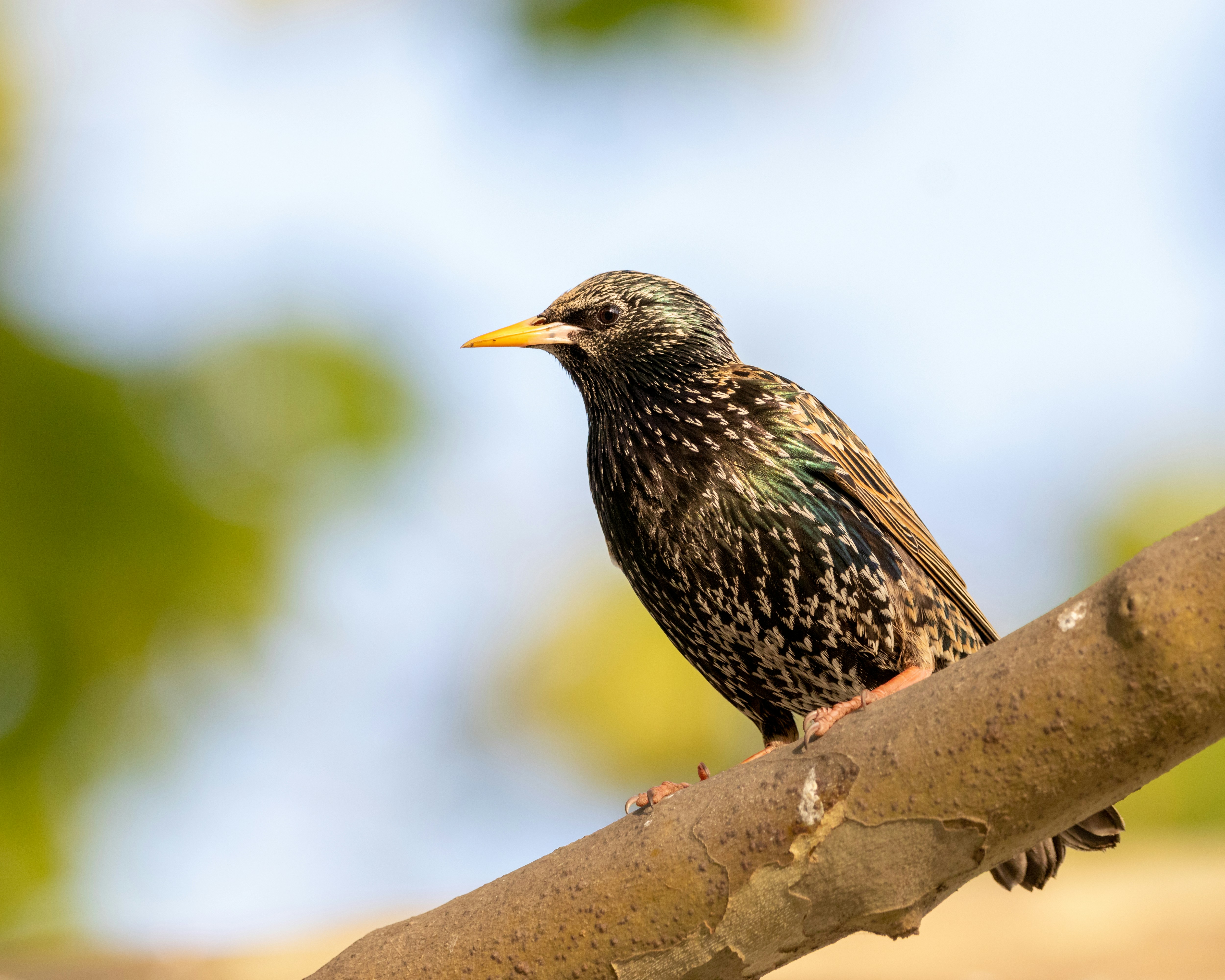 a black bird sitting on a tree branch
