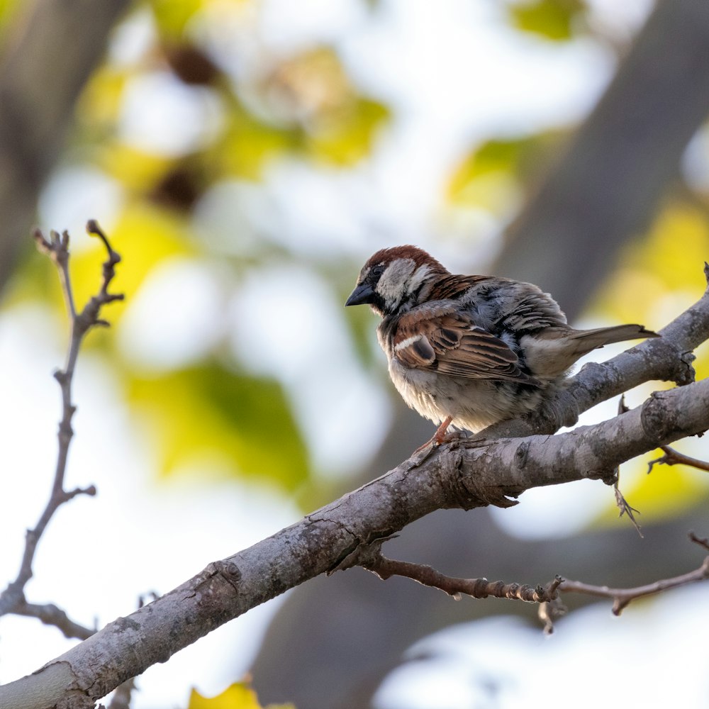 Ein kleiner Vogel sitzt auf einem Ast