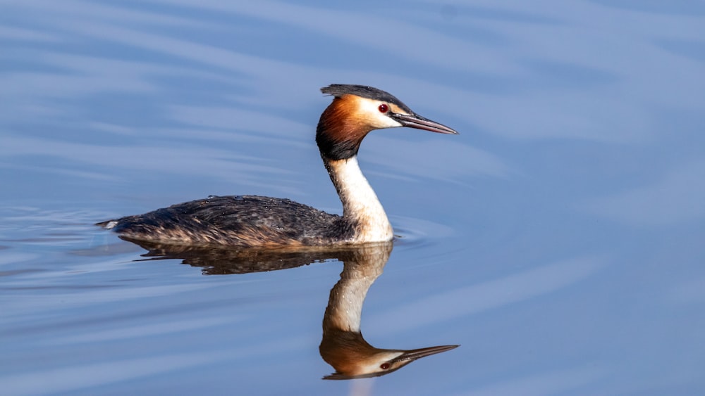 ein Vogel, der auf einem Gewässer schwebt