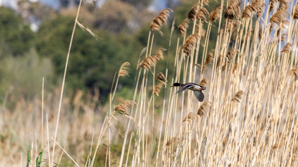 a bird flying over a field of tall grass