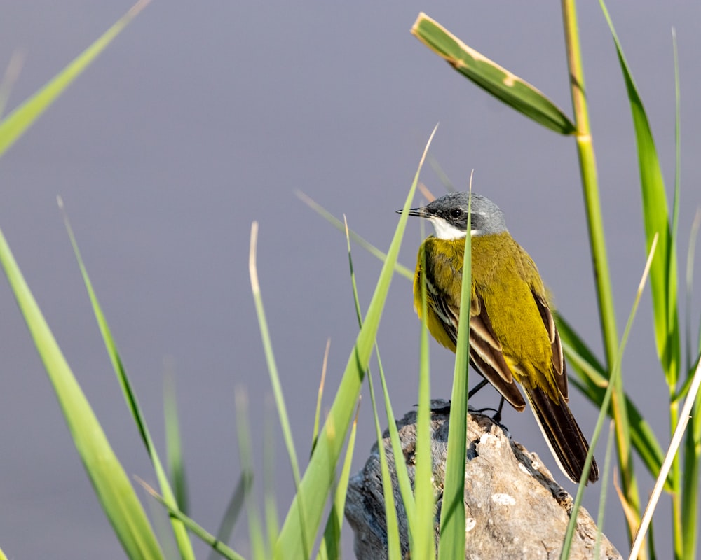 ein kleiner gelber Vogel, der auf einem Felsen sitzt