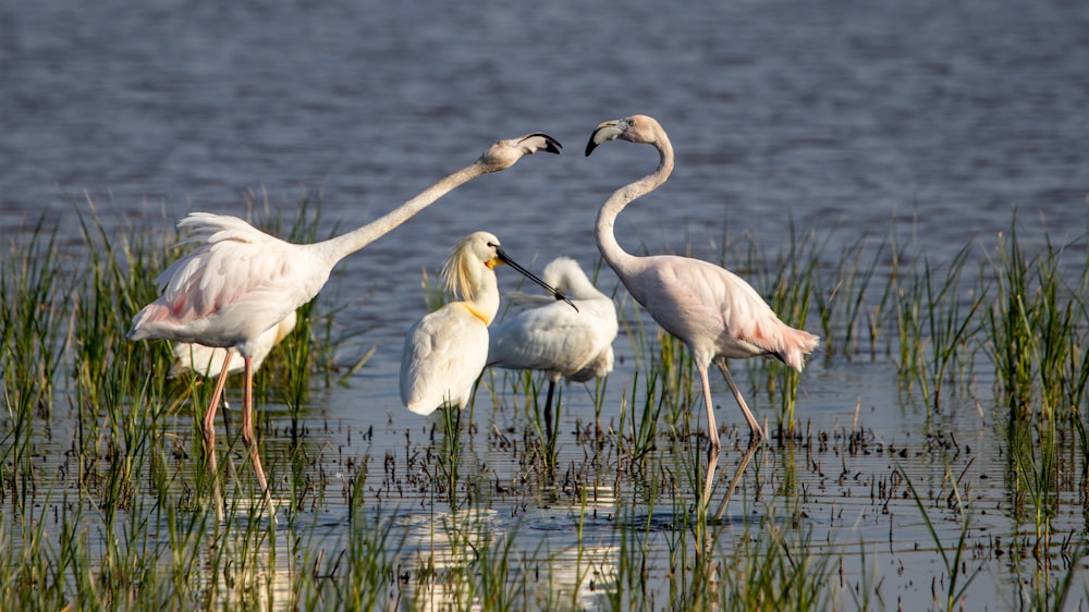 a group of flamingos standing in a body of water