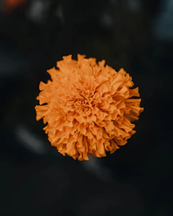 a close up of an orange flower on a black background