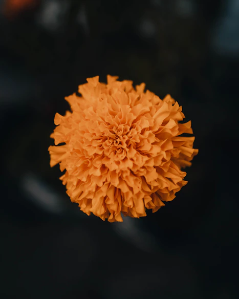 a close up of an orange flower on a black background