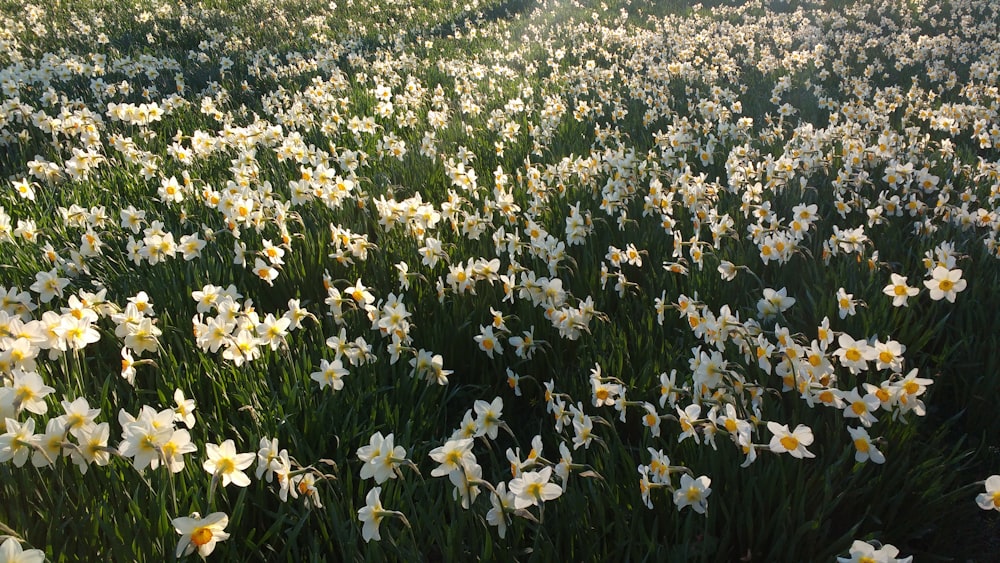 a field full of white and yellow flowers