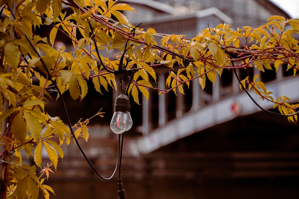 a street light hanging from a tree with a bridge in the background