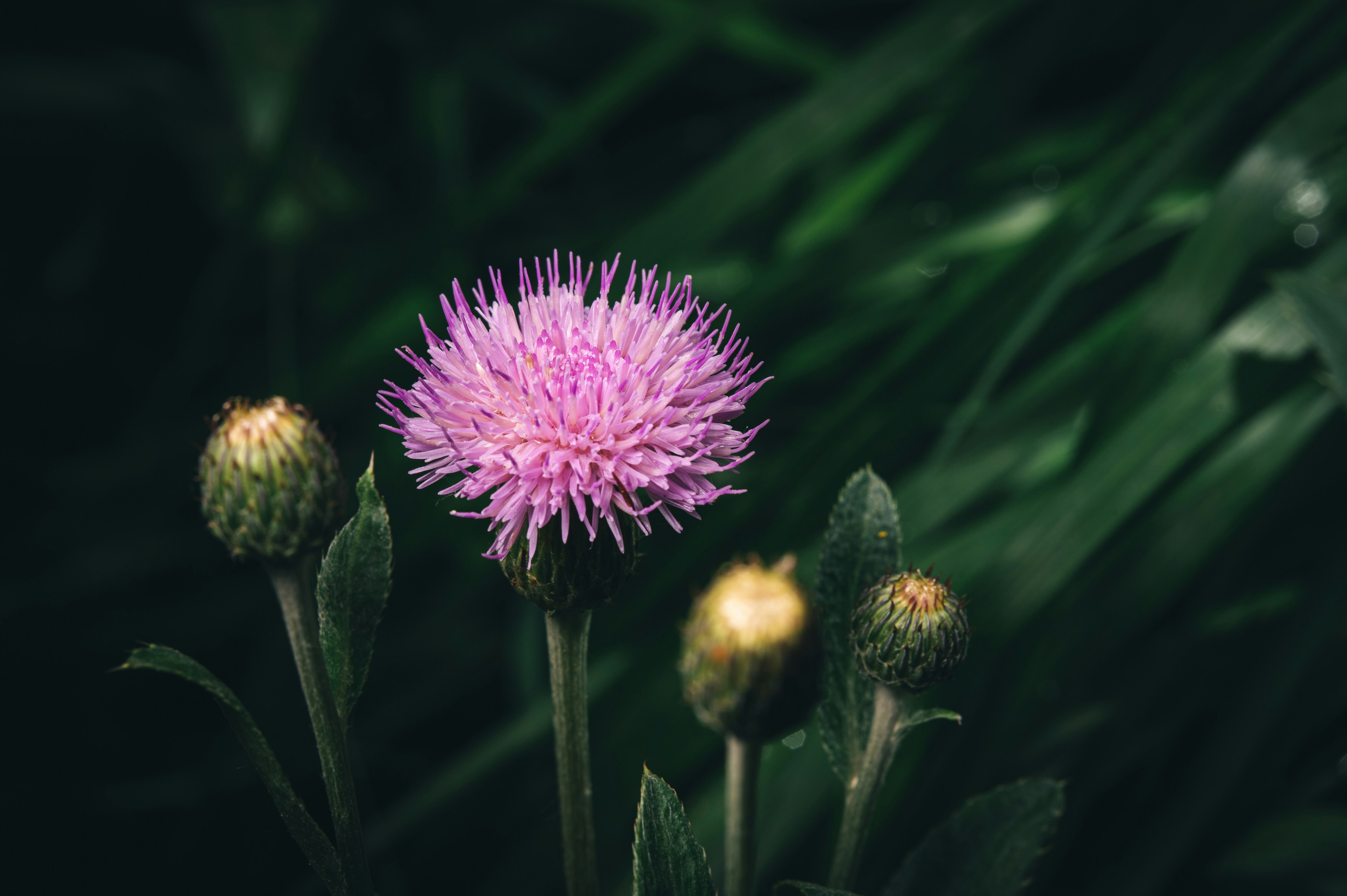 Photo by peek_a_boo_who