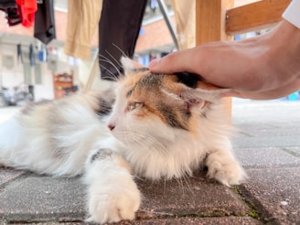A fluffy, multicolored cat lies comfortably on a stone pavement, being gently petted by a human hand. Clothing is hanging in the background, suggesting an outdoor setting such as a courtyard or alleyway.