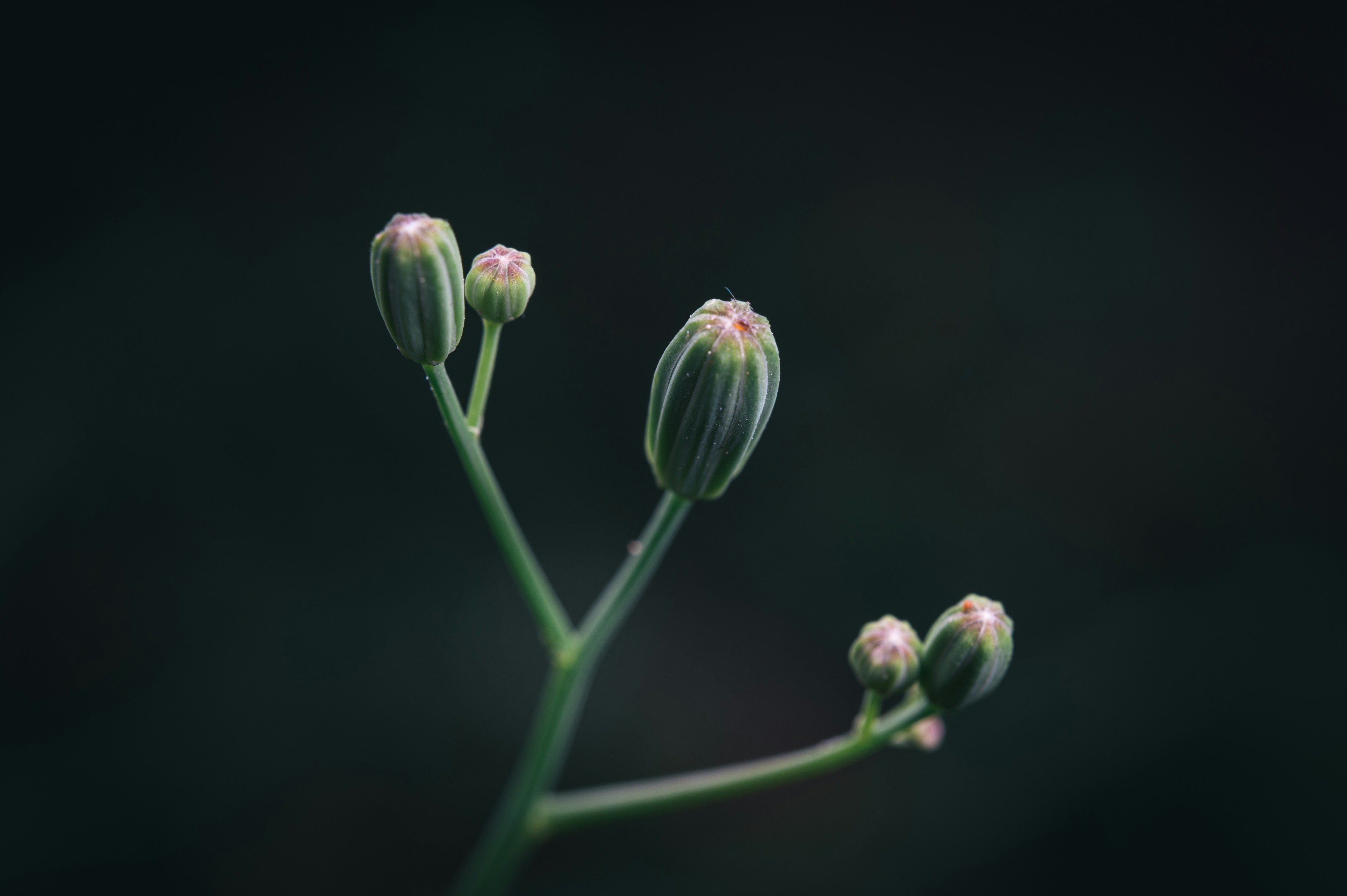 Photo by peek_a_boo_who