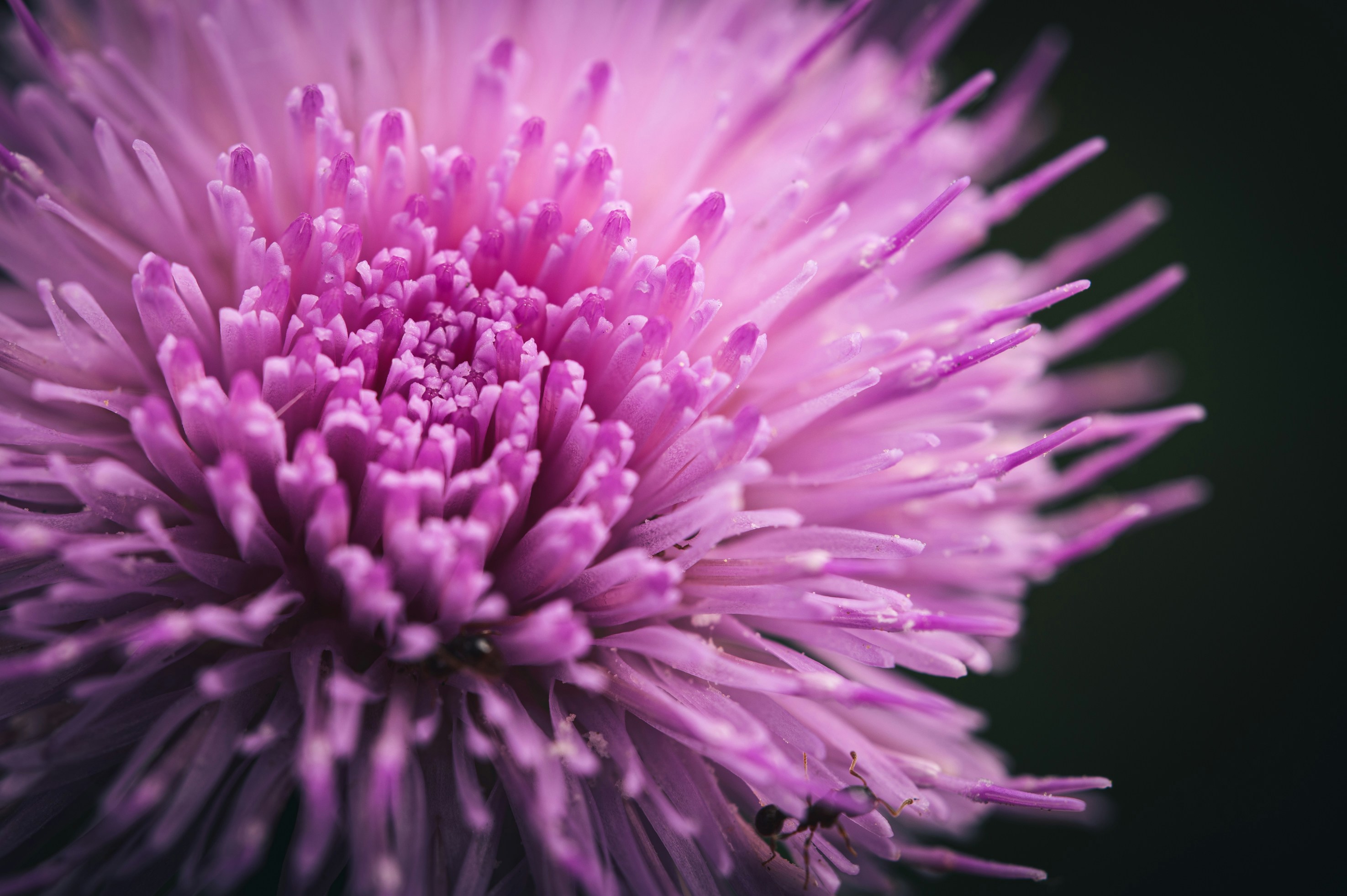 Photo by peek_a_boo_who