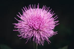 Thistle Kilt Pin