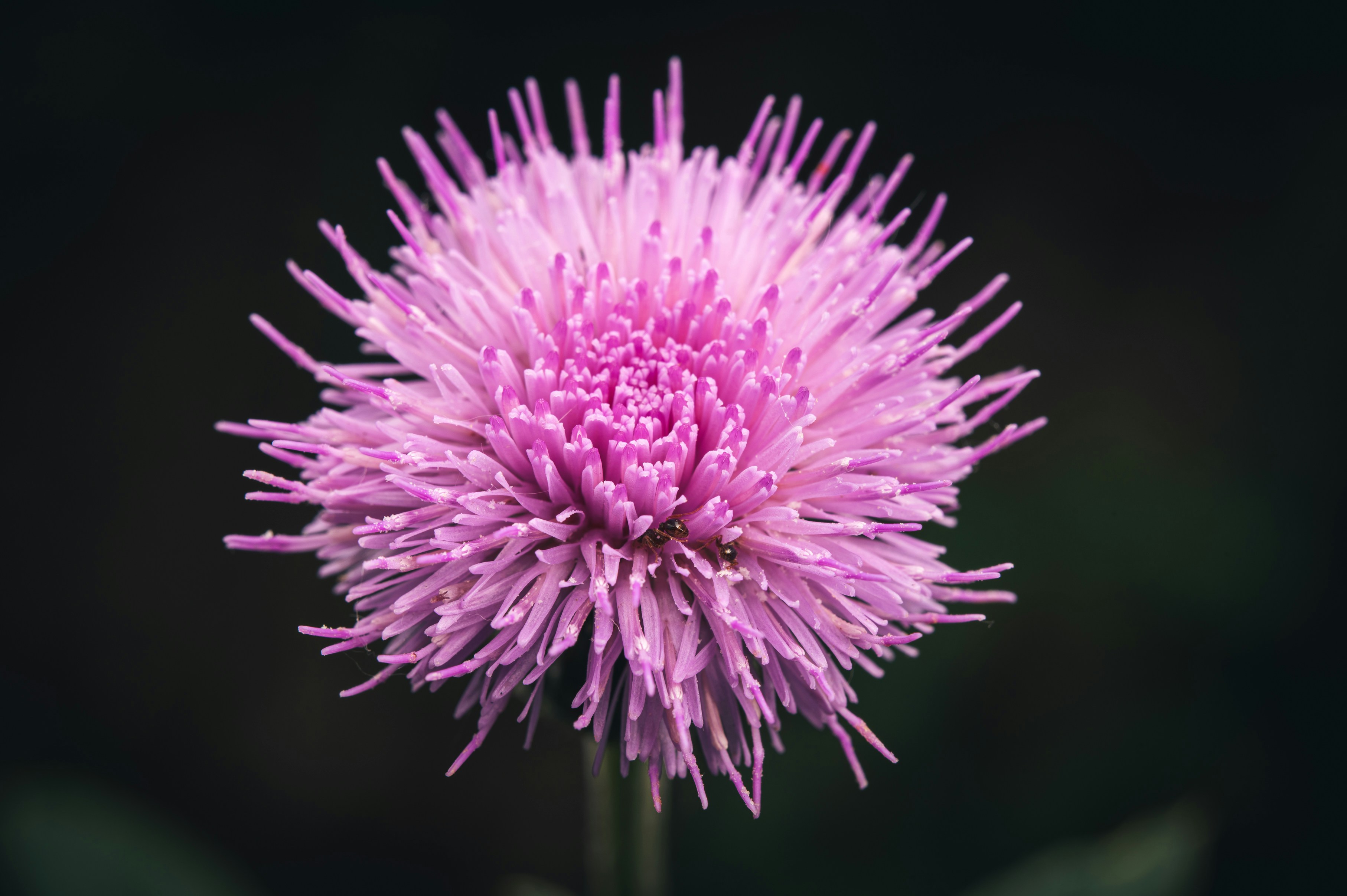 Photo by peek_a_boo_who