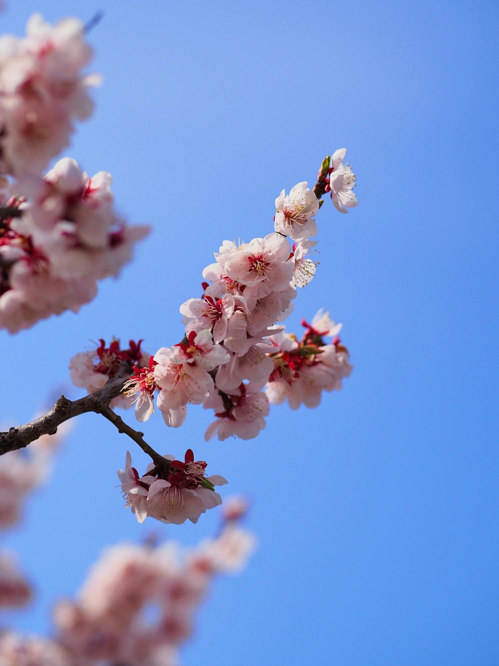 a branch of a cherry tree with pink flowers