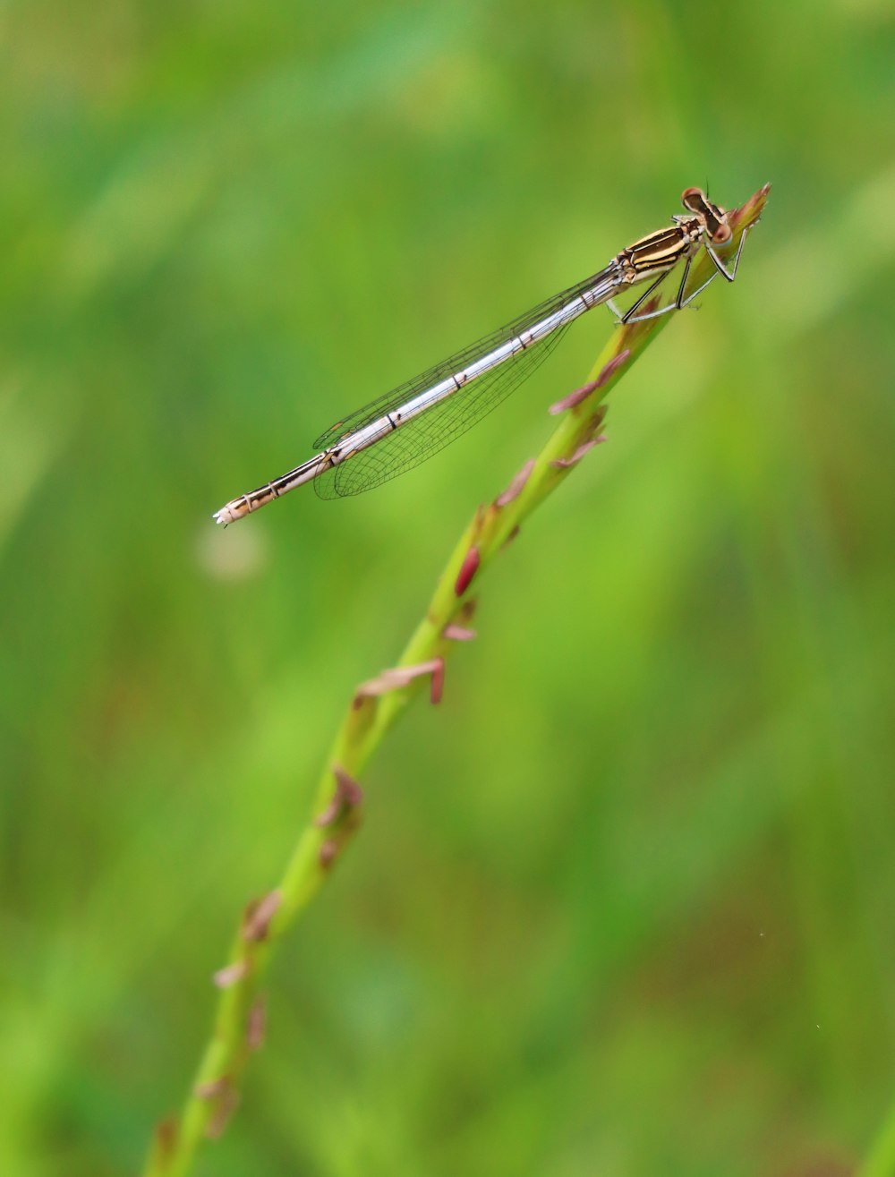 a dragonfly sitting on top of a green plant