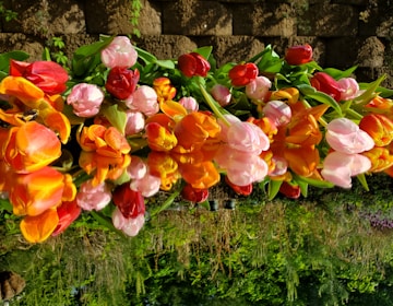 a bunch of flowers that are sitting in the grass