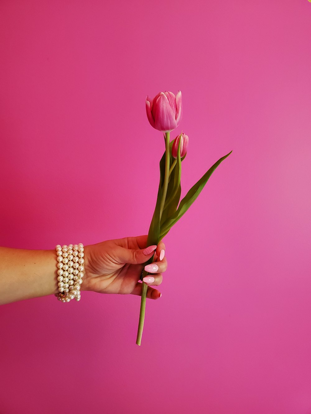a woman's hand holding a single pink tulip