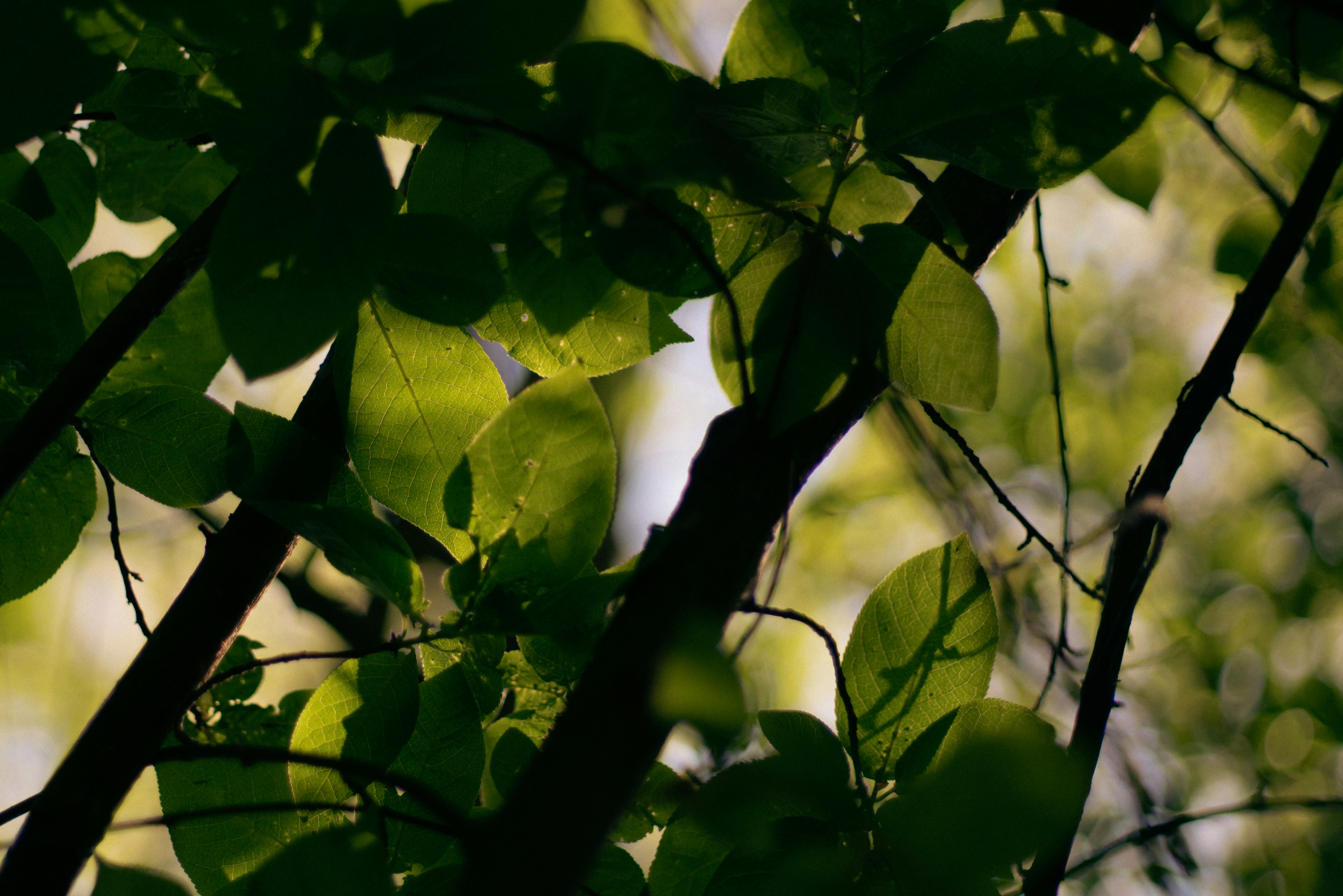 Photo by miikalaaksonen