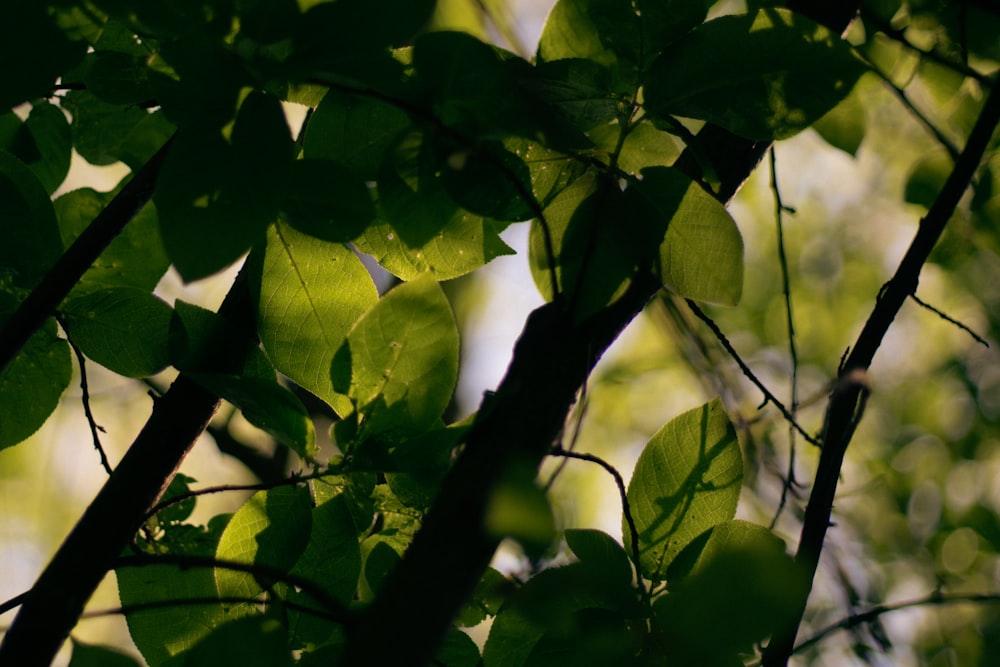 the leaves of a tree in the sunlight