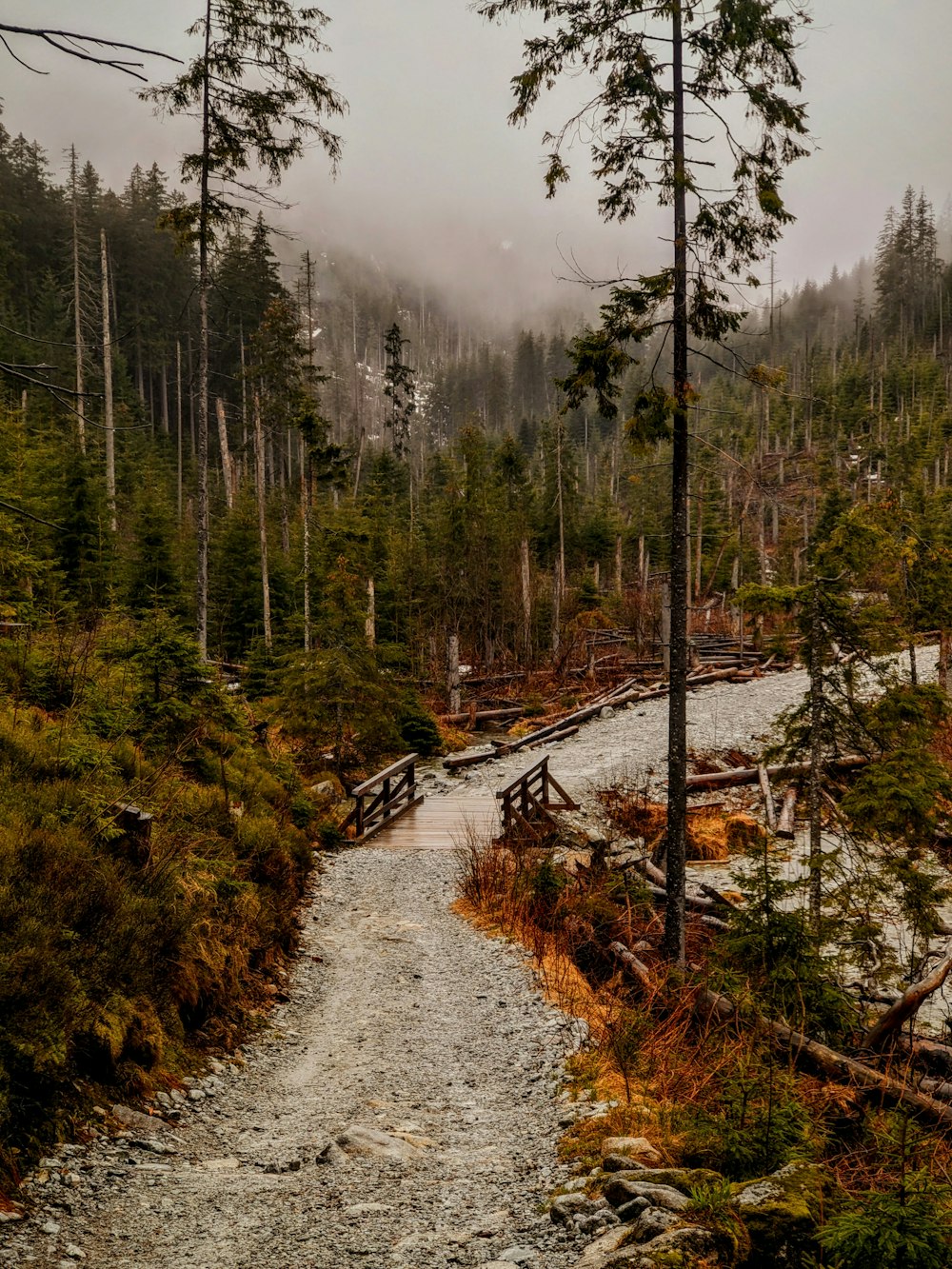 a trail in the woods with a foggy mountain in the background