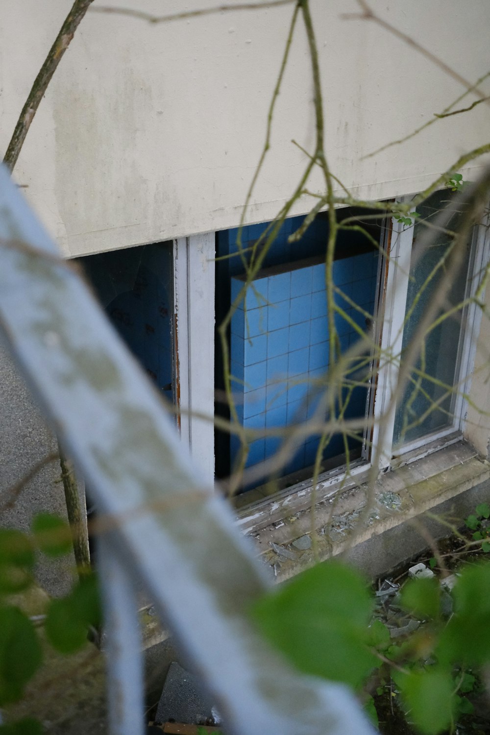 a window in a run down building with vines growing out of it