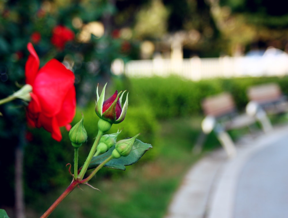 a red rose budding next to a park bench