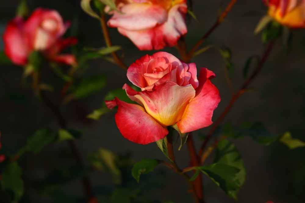 a group of pink and yellow roses with green leaves