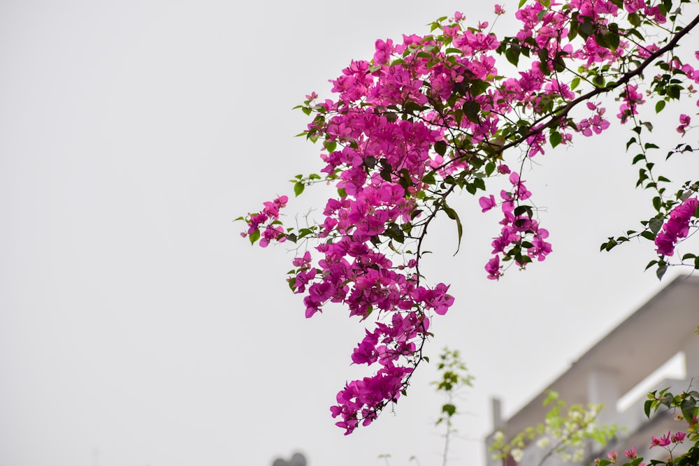 a tree with purple flowers in front of a building