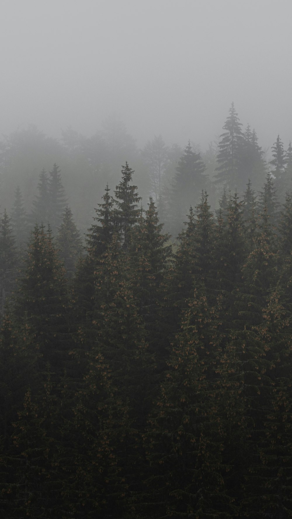 Una foresta nebbiosa piena di molti alberi