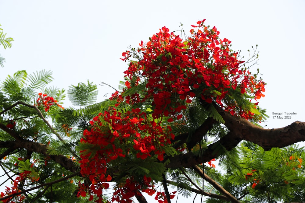 a tree with red flowers and green leaves