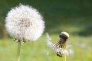 a dandelion and a bee on a green field