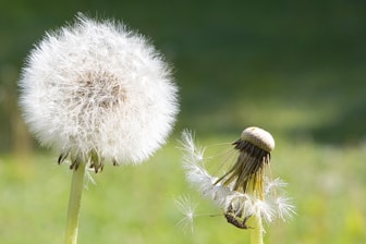 a dandelion and a bee on a green field