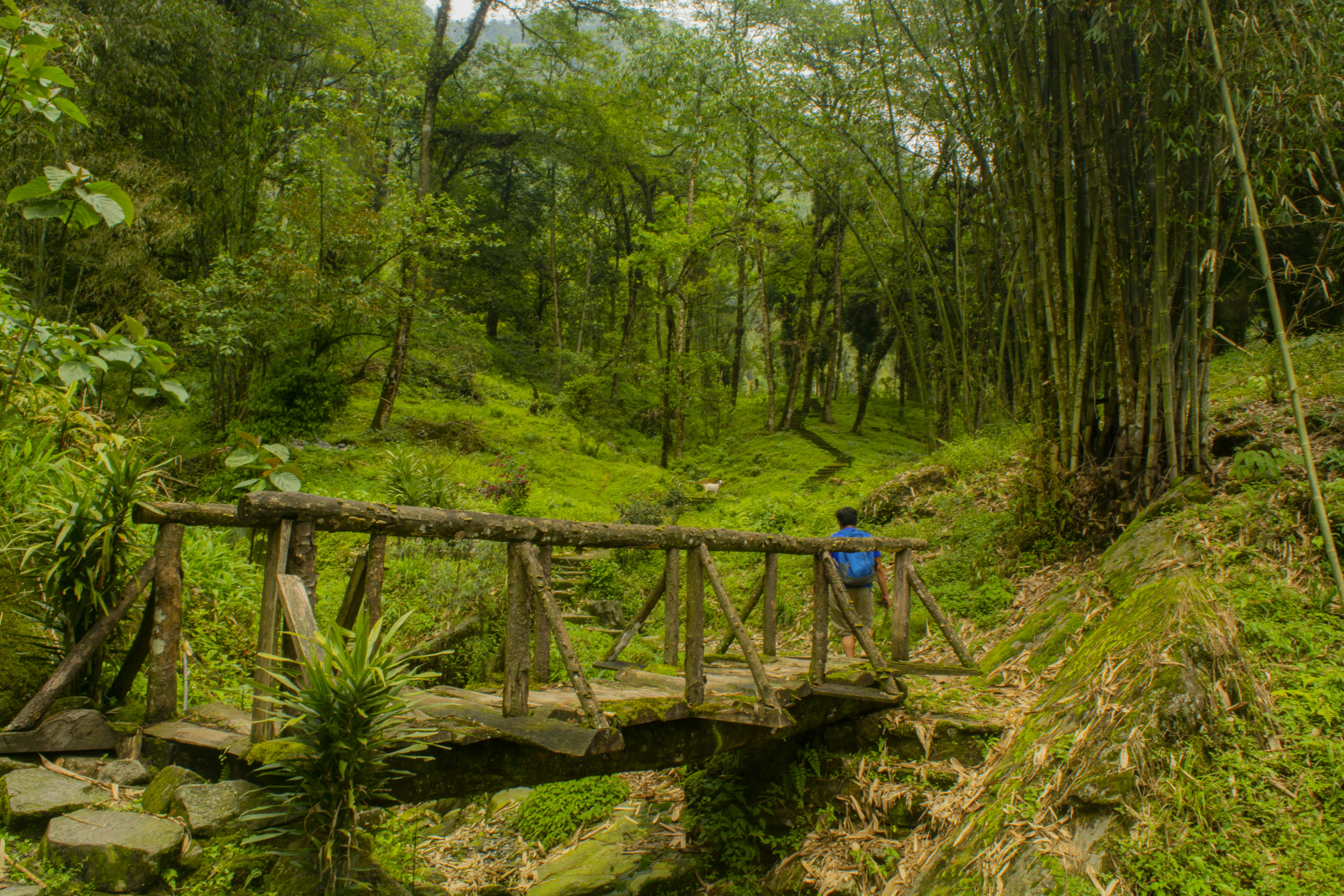 Un puente de madera en medio de un frondoso bosque verde