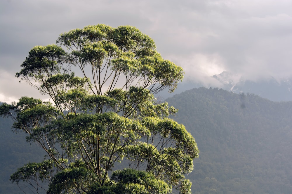 a tree with a mountain in the background