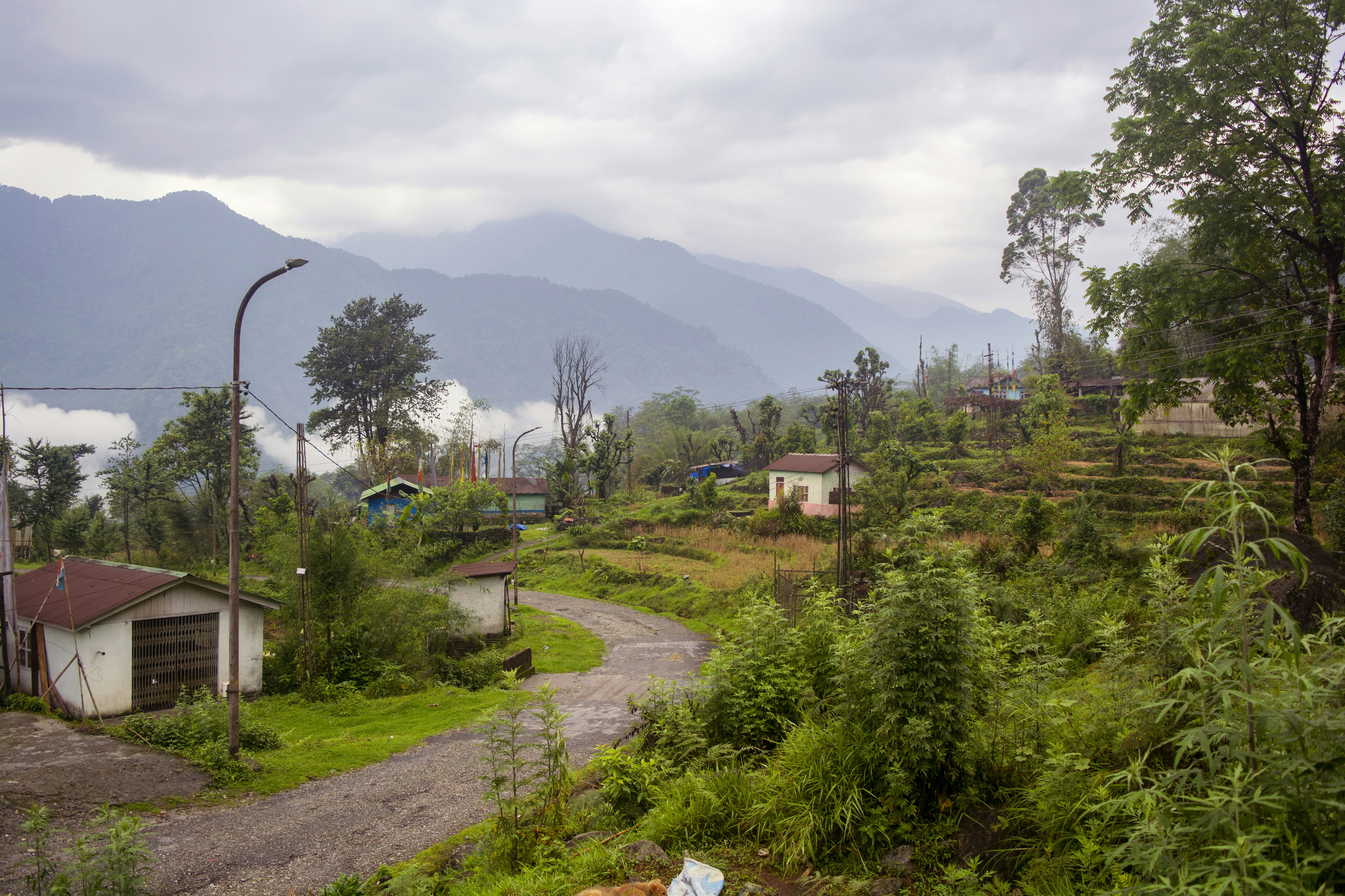 Un camino de tierra rodeado de frondosos árboles verdes