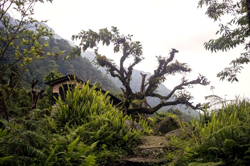 A sleek container cabin nestled beside lush New Zealand greenery under a clear blue sky.