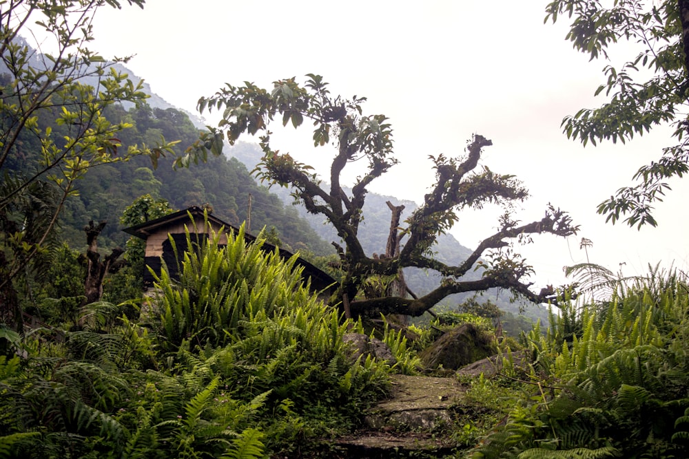 a tree that is sitting in the middle of a forest