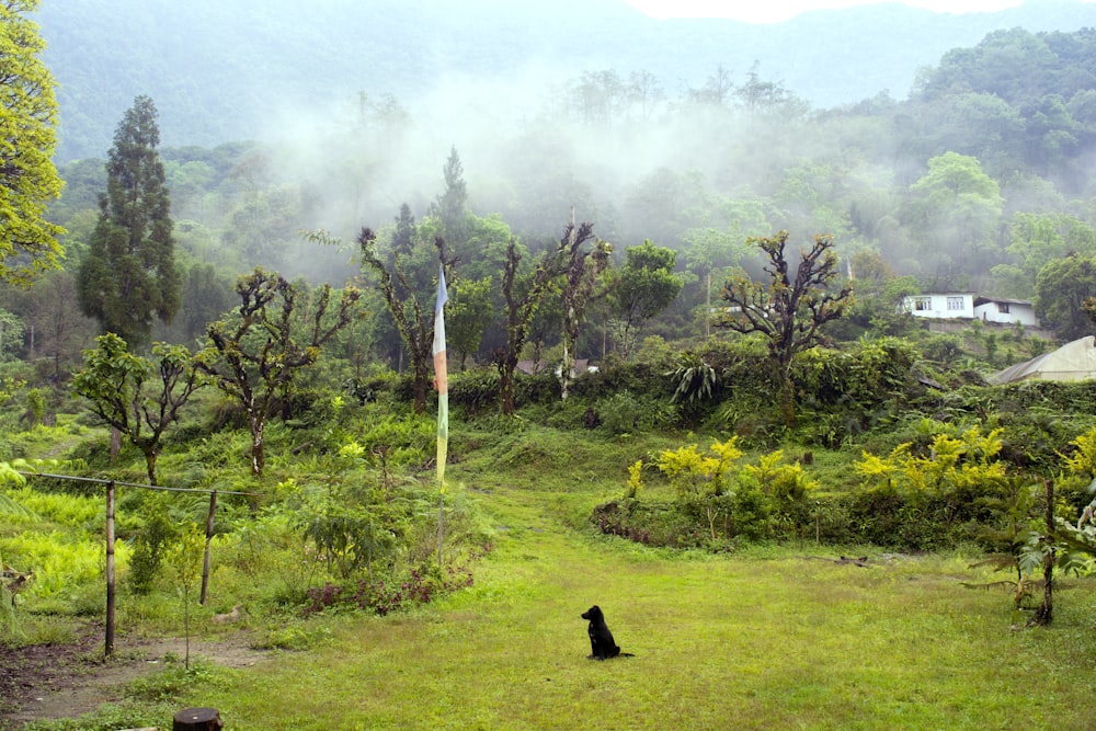 a black dog sitting on top of a lush green field