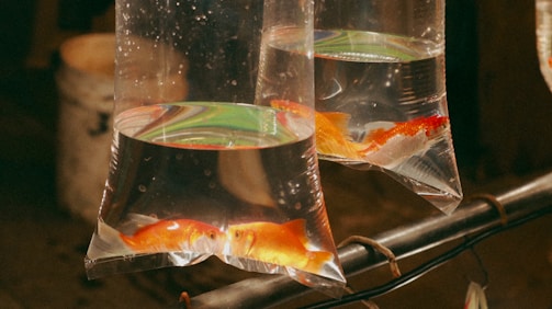 An image of different aquarium bags available for exchange.