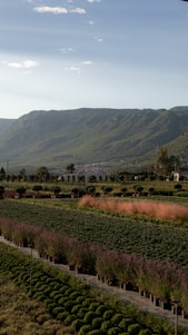 A vibrant field showing rows of garlic, onions, and potatoes under a clear blue sky.
