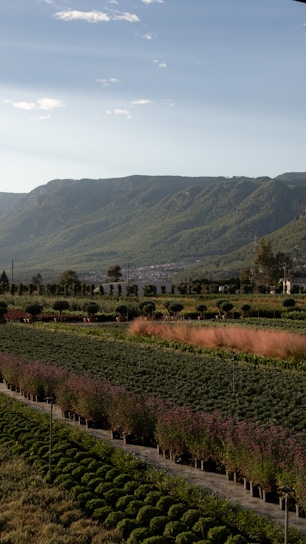 A vibrant field showing rows of garlic, onions, and potatoes under a clear blue sky.