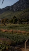 Wide shot of a farm plot enclosed by a durable and neat boundary wall under blue sky